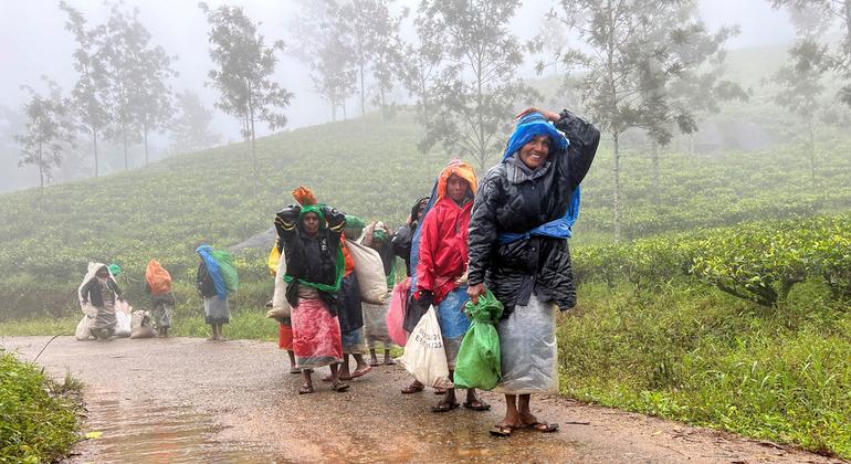 Segurança alimentar merecerá atenção em uma sessão de alto nível da COP28