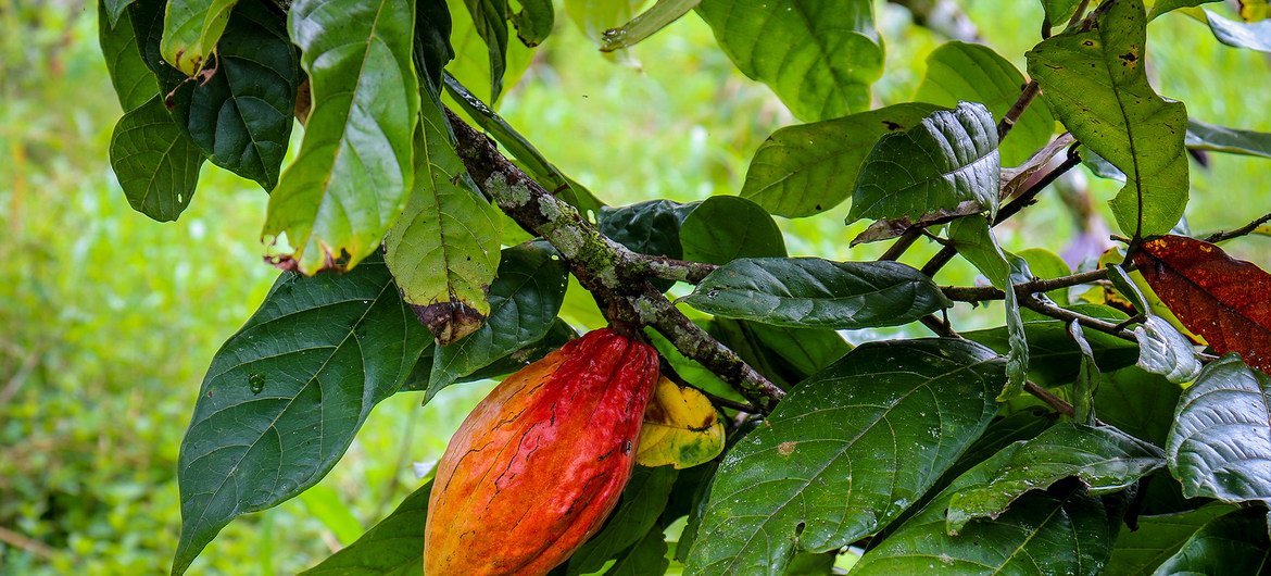 Plantação de cacau