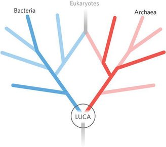 Estudos de DNA e RNA propõem que todos os seres vivos da Terra se originam de um ancestral comum. 