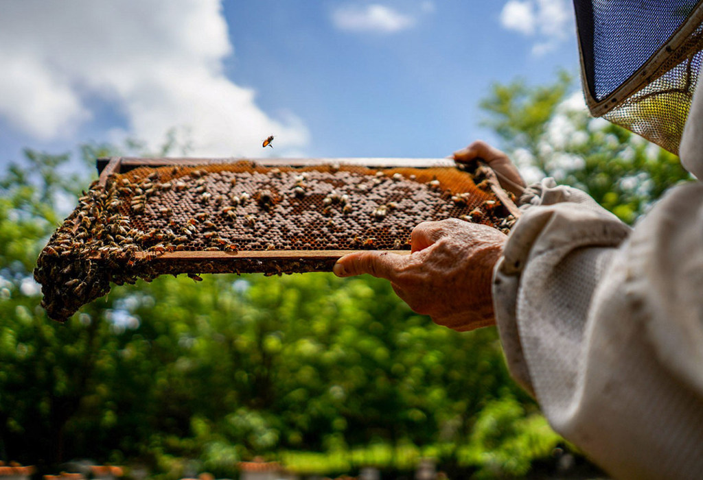 Dia Mundial da Abelha impulsiona o controle do seu declínio e da perda de biodiversidade