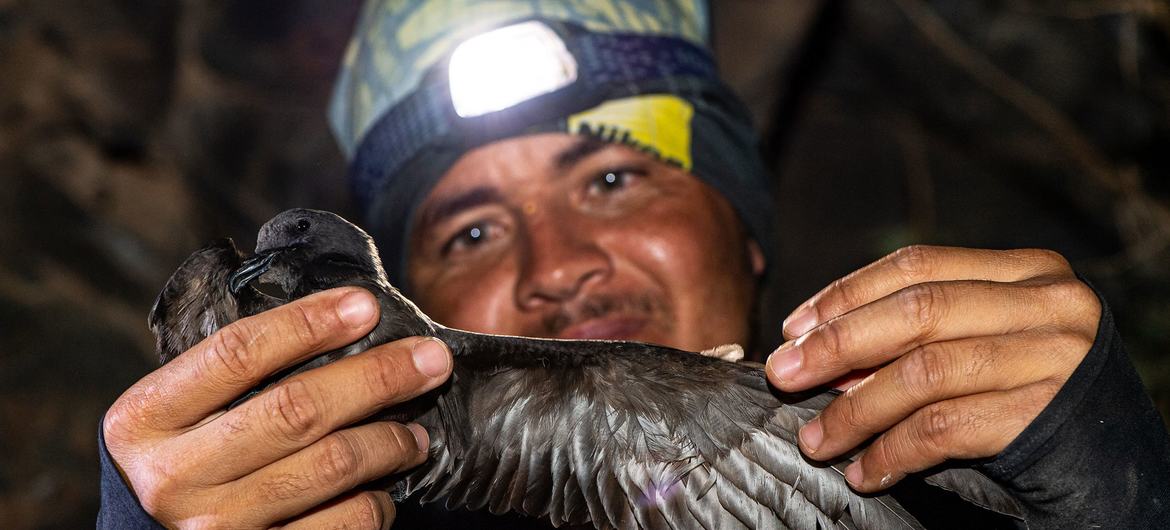 Biodiversidade na Ilha do Fogo