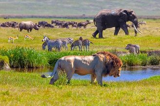 Sem o homem a destruir a megafauna, a diversidade explode.