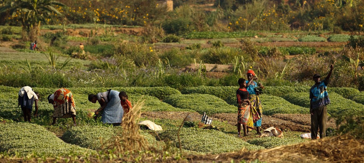 A agroecologia pode contribuir para acelerar a realização da Agenda 2030 para o desenvolvimento sustentável.