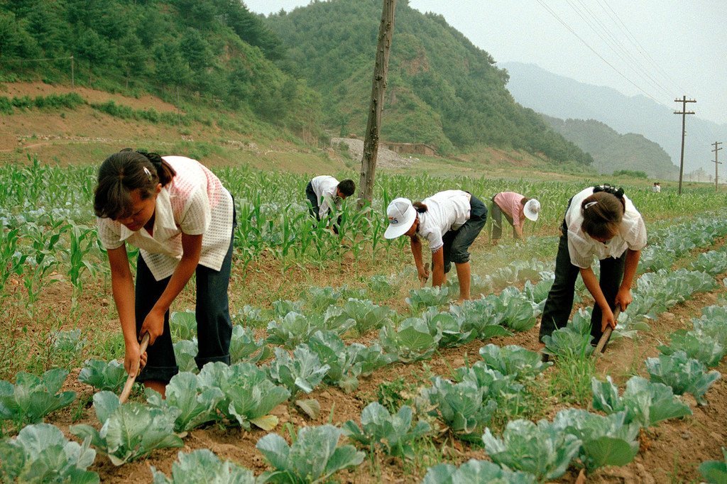 Relatório pede que o governo norte-coreano substitua o sistema de emprego trabalhista com base na coerção