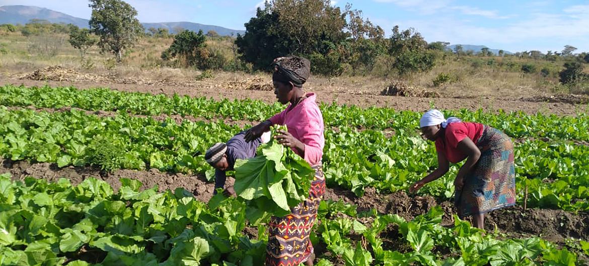 O projeto também visa melhorar a segurança alimentar e nutricional de pequenos agricultores e famílias em Moçambique