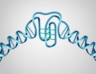 O i-motif são "nós" formados por uma quadruplicidade da cadeia de DNA, dentro do núcleo celular.