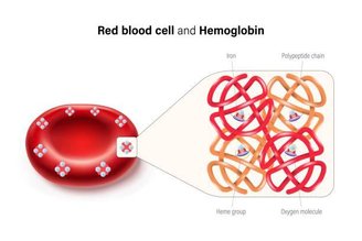 As hemoglobinas são proteínas de estrutura quaternária, podendo carregar até quatro átomos de ferro.