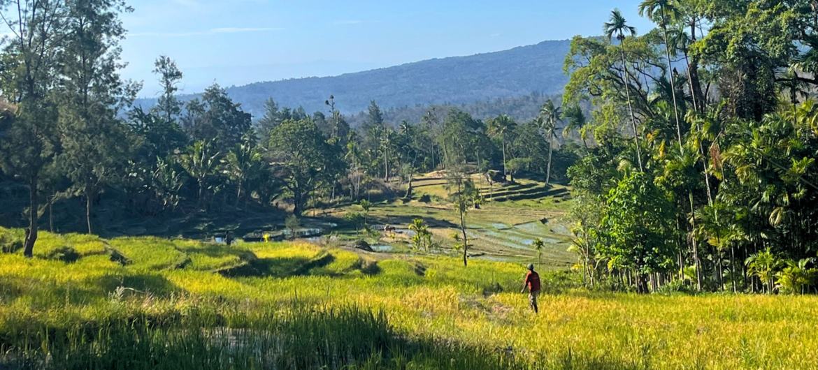 Campos de cultivo de arroz da aldeia Bahadatu aumentaram a produtividade após intervenção do Pnud