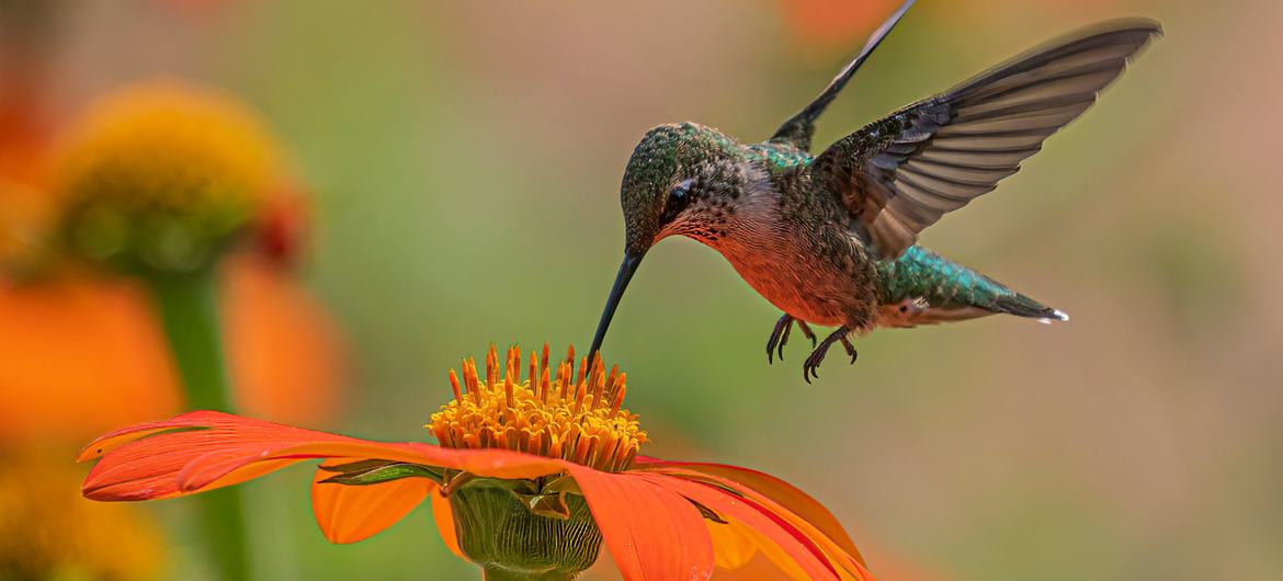 Um colibri paira sobre uma flor de laranjeira