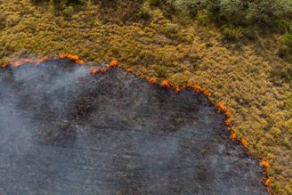 A comparação constante de imagens de satélite permite que o Google acompanhe transformações de florestas densas e flagre incêndios naturais. (Imagem: Getty Images)